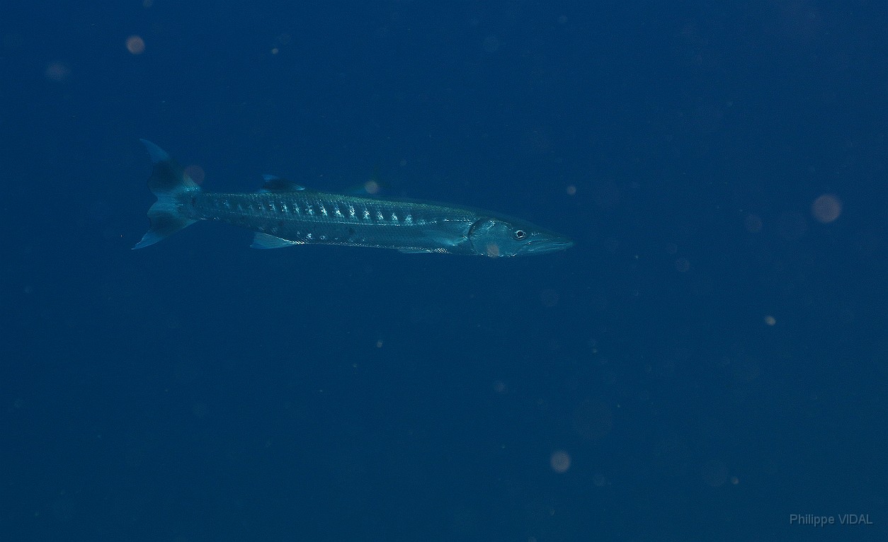 Thailand 2015 - Ko Tao - Barracuda - Sphyraena barracuda _IMG_3595_rc.jpg